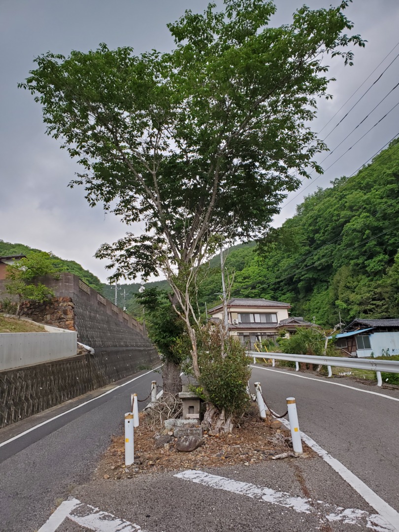 大岩毘沙門天駐車場へ向かう道の途中にあった道の真ん中にある木と石祠